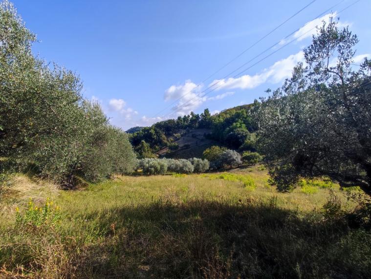 Fano - zona sant'andrea in villis - rustico casolare cascina in vendita