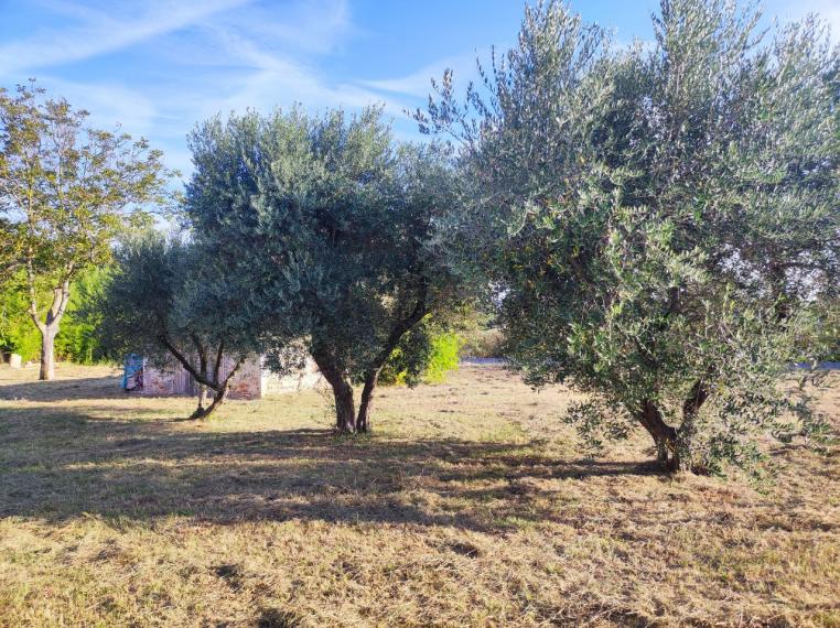 Cartoceto - rustico casolare cascina in vendita