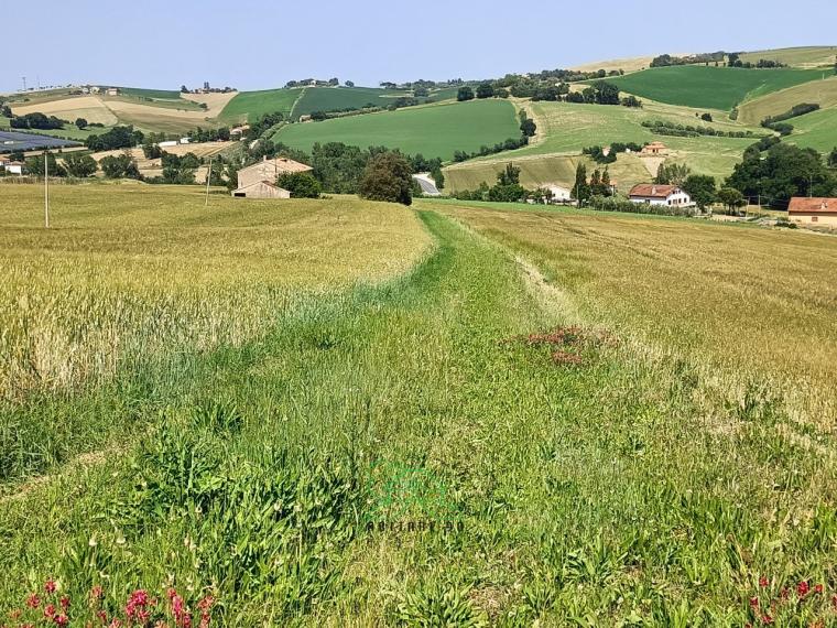 Fano - zona caminate - rustico casolare cascina in vendita
