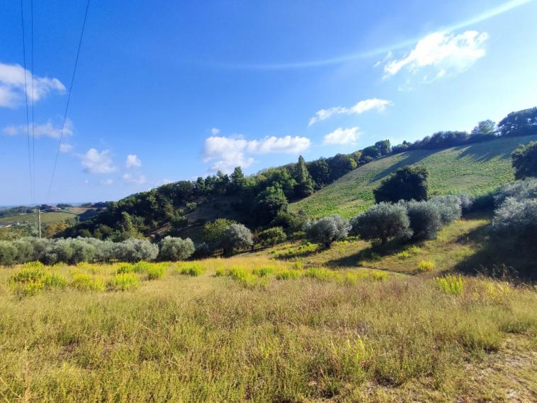 Fano - zona sant'andrea in villis - rustico casolare cascina in vendita