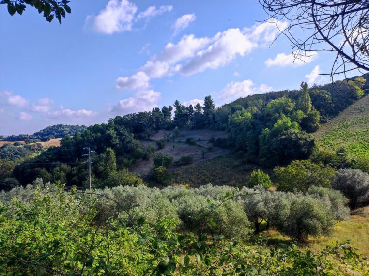 Fano - zona sant'andrea in villis - rustico casolare cascina in vendita
