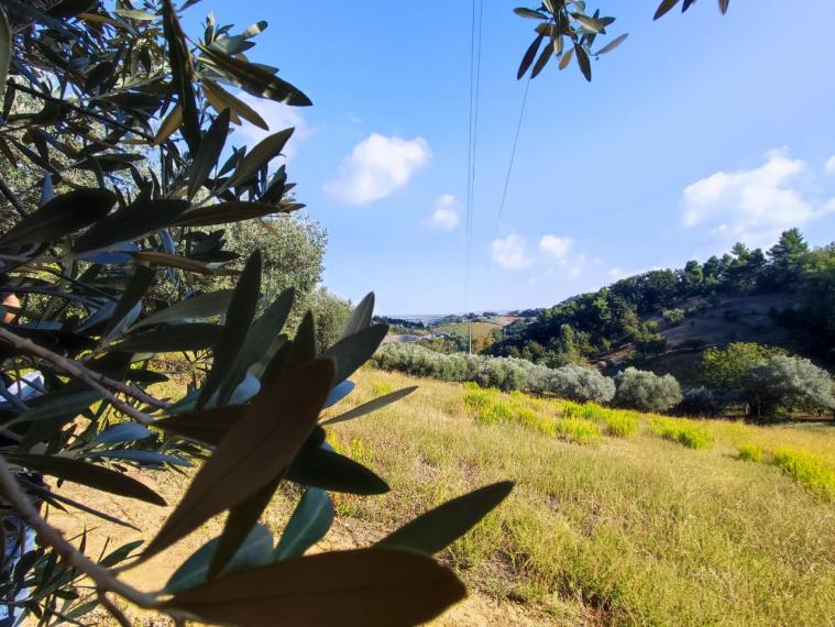 Fano - zona sant'andrea in villis - rustico casolare cascina in vendita
