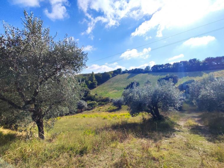 Fano - zona sant'andrea in villis - rustico casolare cascina in vendita