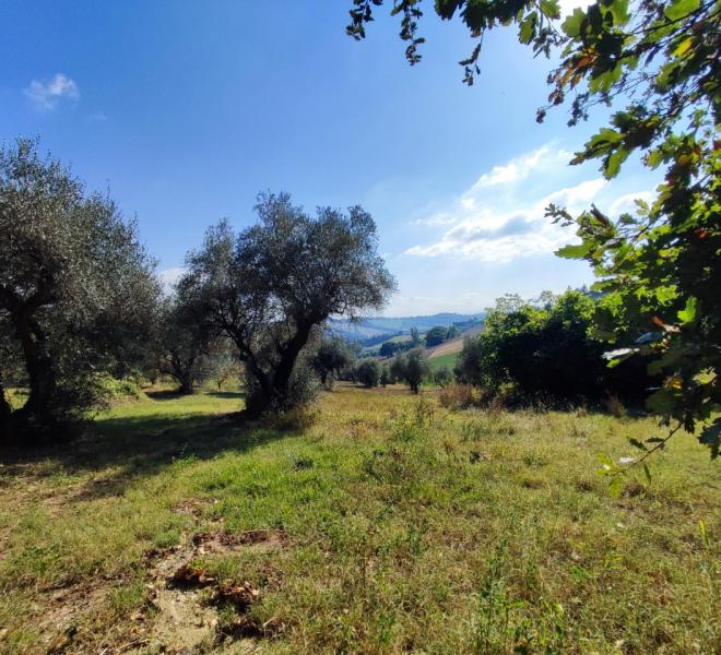 Fano - zona sant'andrea in villis - terreno in vendita