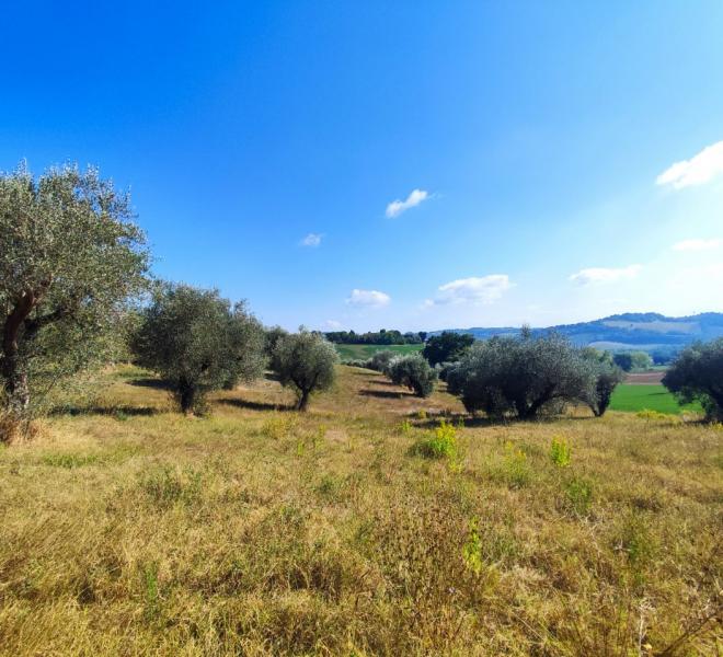 Fano - zona sant'andrea in villis - terreno in vendita